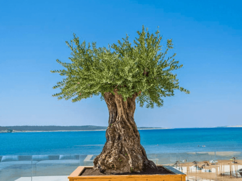 Lush garden landscape with professionally maintained plants and flowers