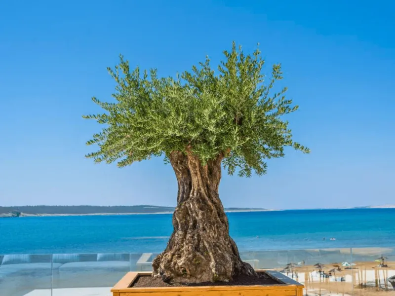 Lush garden landscape with professionally maintained plants and flowers