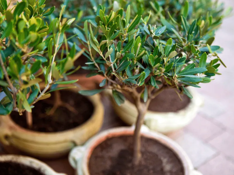 Raskošni vrtni krajolik s profesionalno održavanim biljkama i cvijećem